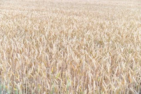 Wheat field Stock Photos