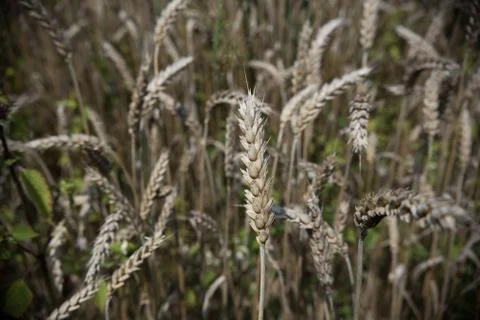 Wheat in field Stock Photos