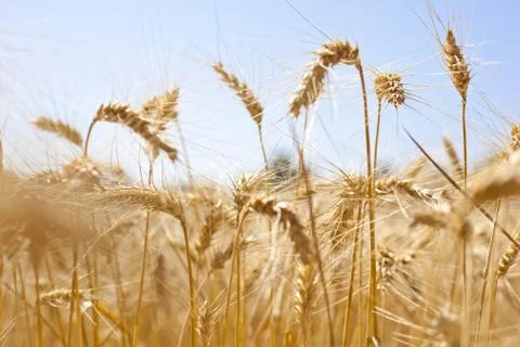 Wheat Field Stock Photos