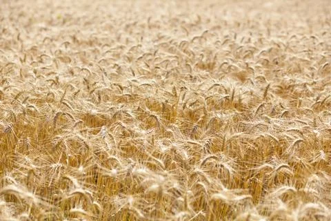 Wheat Field Stock Photos
