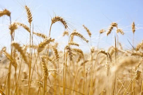 Wheat Field Stock Photos