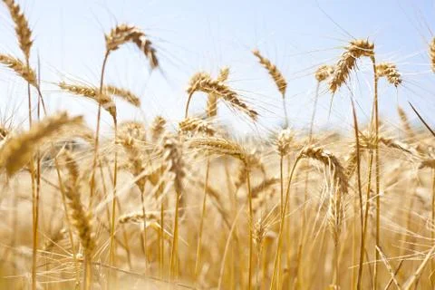 Wheat Field Stock Photos