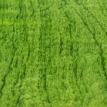 The wheat field Stock Photos