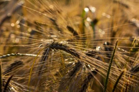 Wheat field Foto stock