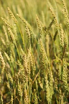 Wheat Field Stock Photos