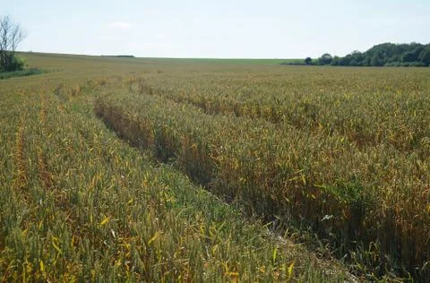 Wheat field Stock Photos