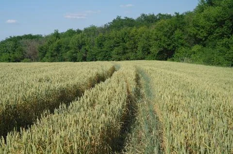 Wheat field Stock Photos