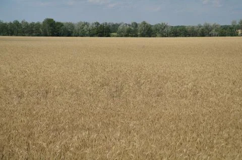 Wheat field Stock Photos