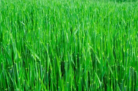 Wheat field Stock Photos