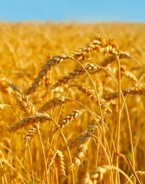 Wheat field Foto stock