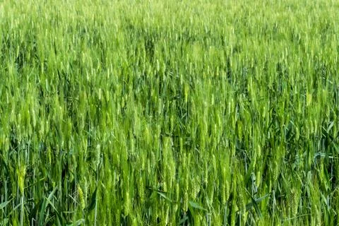 The wheat field Stock Photos
