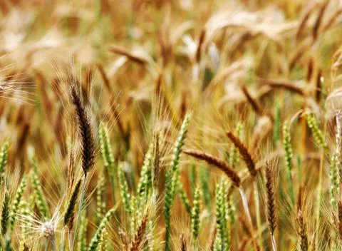 Wheat field Stock Photos