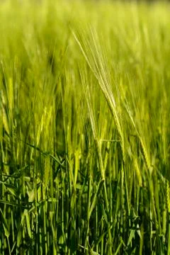 Wheat in field Stock Photos