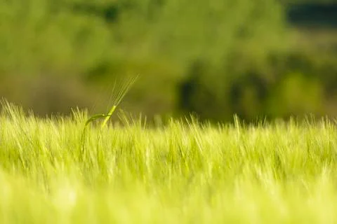 Wheat in field Stock Photos