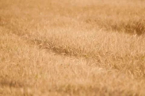 Wheat field Foto stock