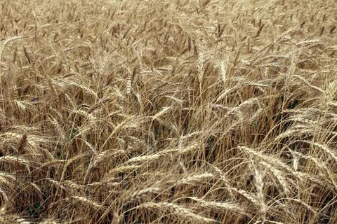 Wheat field Stock Photos