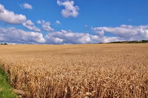 Wheat field Stock Photos