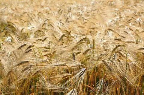 Wheat field Stock Photos