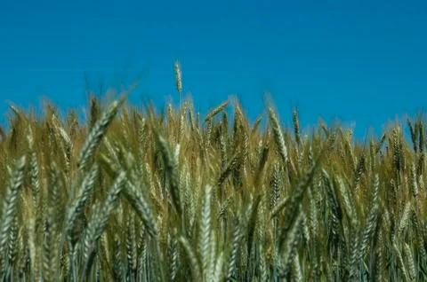 Wheat field Stock Photos