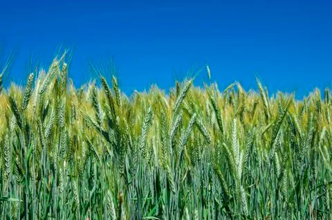Wheat field Stock Photos