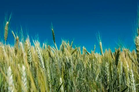 Wheat field Stock Photos