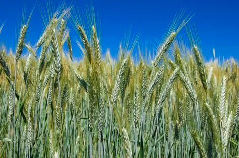 Wheat field Stock Photos