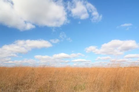 Wheat Field Foto stock