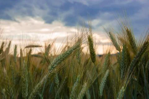 Wheat field Stock Photos