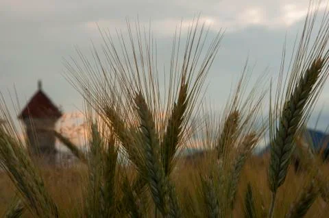 Wheat field Stock Photos