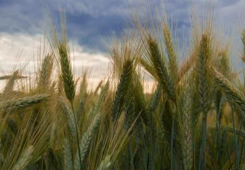 Wheat field Stock Photos