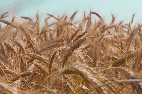 Wheat field Stock Photos