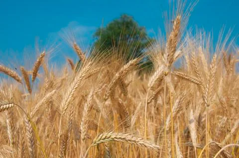 Wheat field Stock Photos