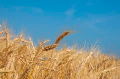 Wheat field Stock Photos