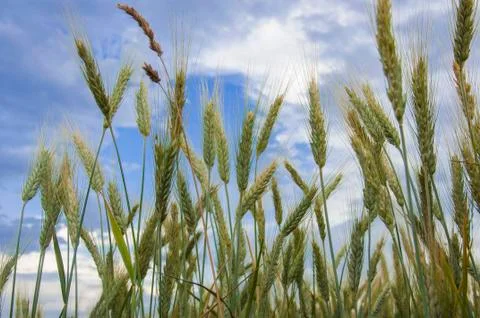Wheat field Stock Photos