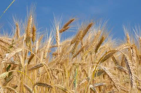 Wheat field Stock Photos