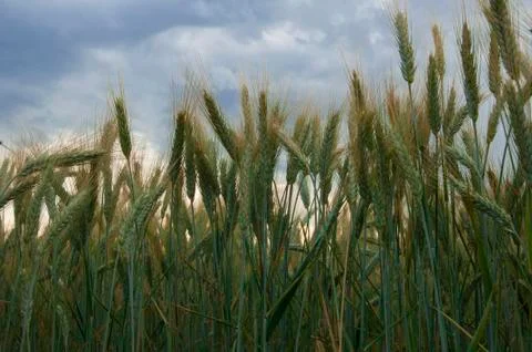 Wheat field Stock Photos