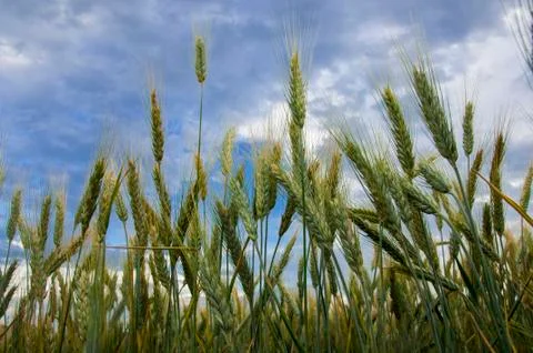 Wheat field Stock Photos