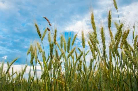 Wheat field Stock Photos