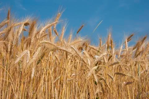 Wheat field Stock Photos