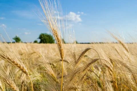 Wheat Field Stock Photos