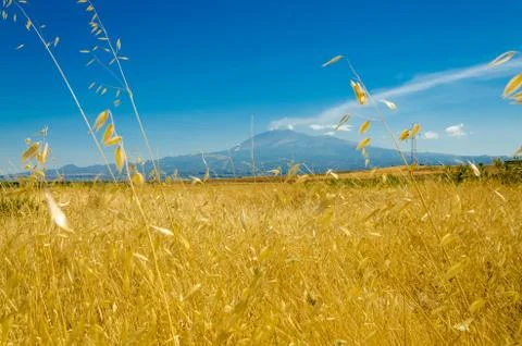 The wheat field Stock Photos