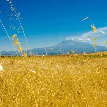 The wheat field Stock Photos