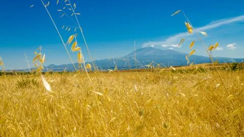 The wheat field Stock-Fotos