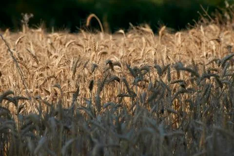 Wheat field Stock Photos