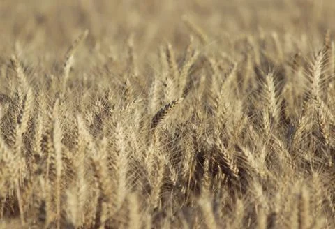 Wheat field Stockfoto's