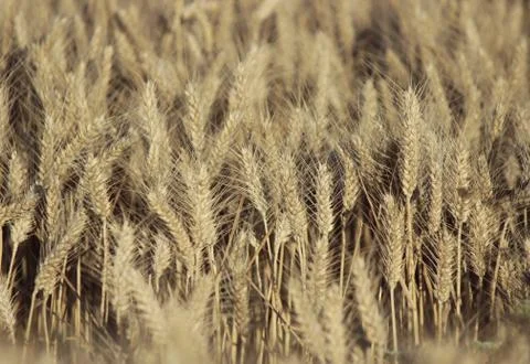 Wheat field Stockfoto's