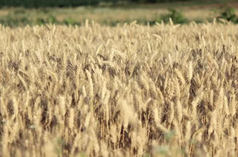 Wheat field Stock Photos