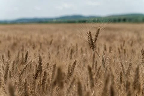 Wheat field Stock Photos