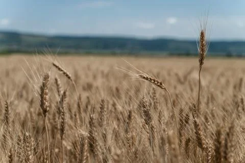 Wheat field Stock Photos