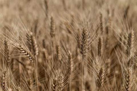 Wheat field Stock Photos